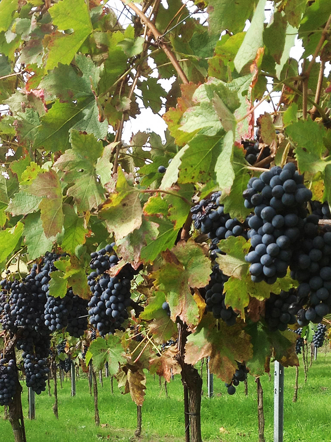 vendemmia-2012-6-7-ottobre-14