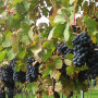 vendemmia-2012-6-7-ottobre-14