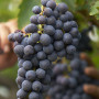 uva del vitigno