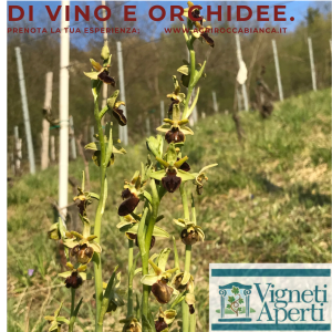 vigneti aperti percorso orchidee(1)